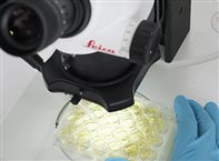 D:jjl workfiles产品资料其他光学设备显微镜Lecia显微镜Leica体视与宏观显微镜Greenough S9体视显微镜Leica_S-Series_Life-Science_14.jpg