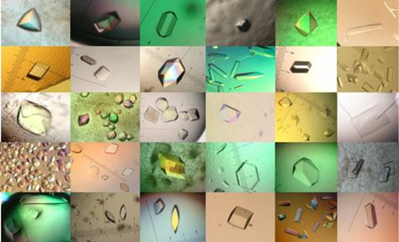 显微镜下的蛋白晶体